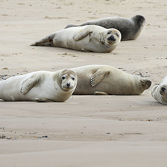 Seehunde auf einer Sandbank vor Baltrum